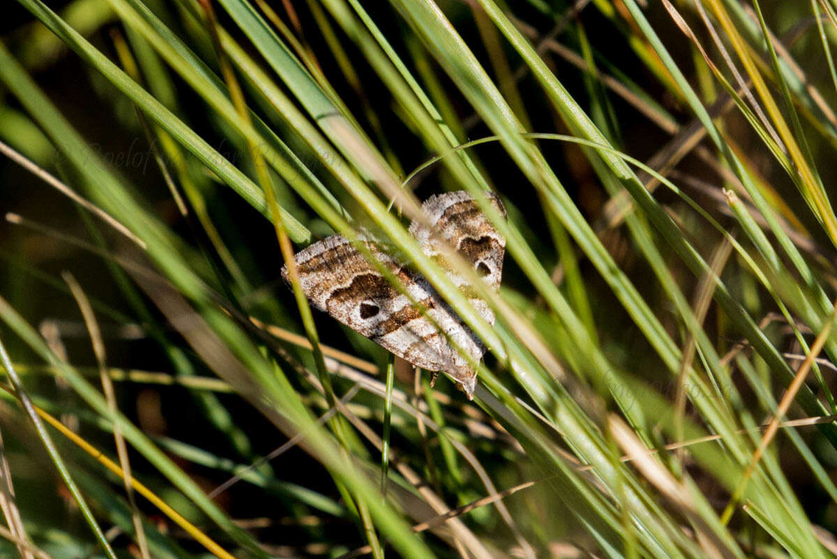 Sivun Pseudolarentia megalaria Guenée 1858 kuva