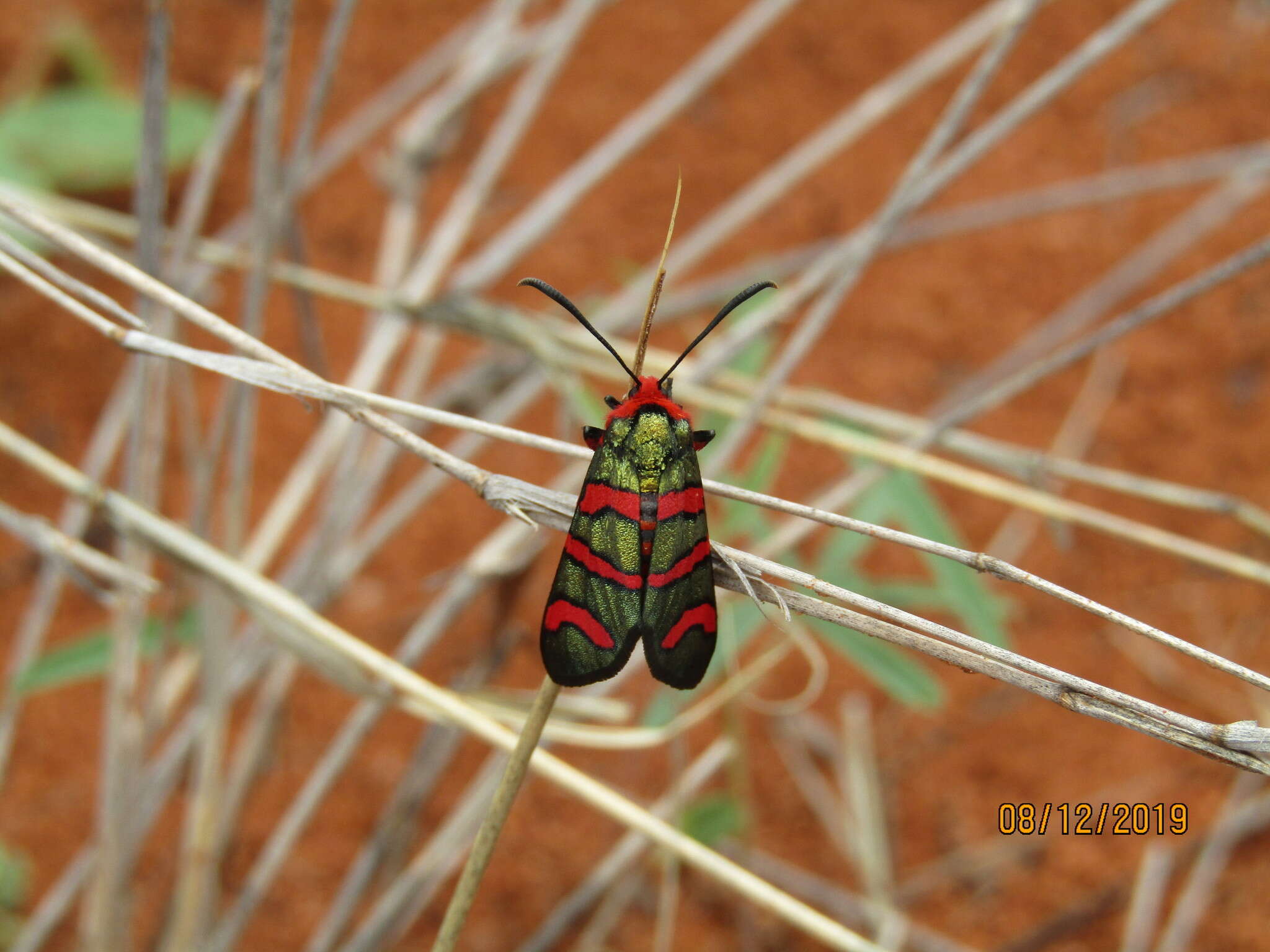 Image of Fire Grid Burnet