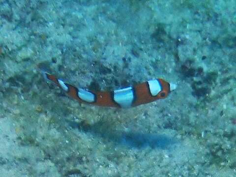 Image of African clown wrasse