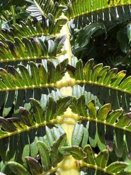 Image of Long-Leaf Plume Fern