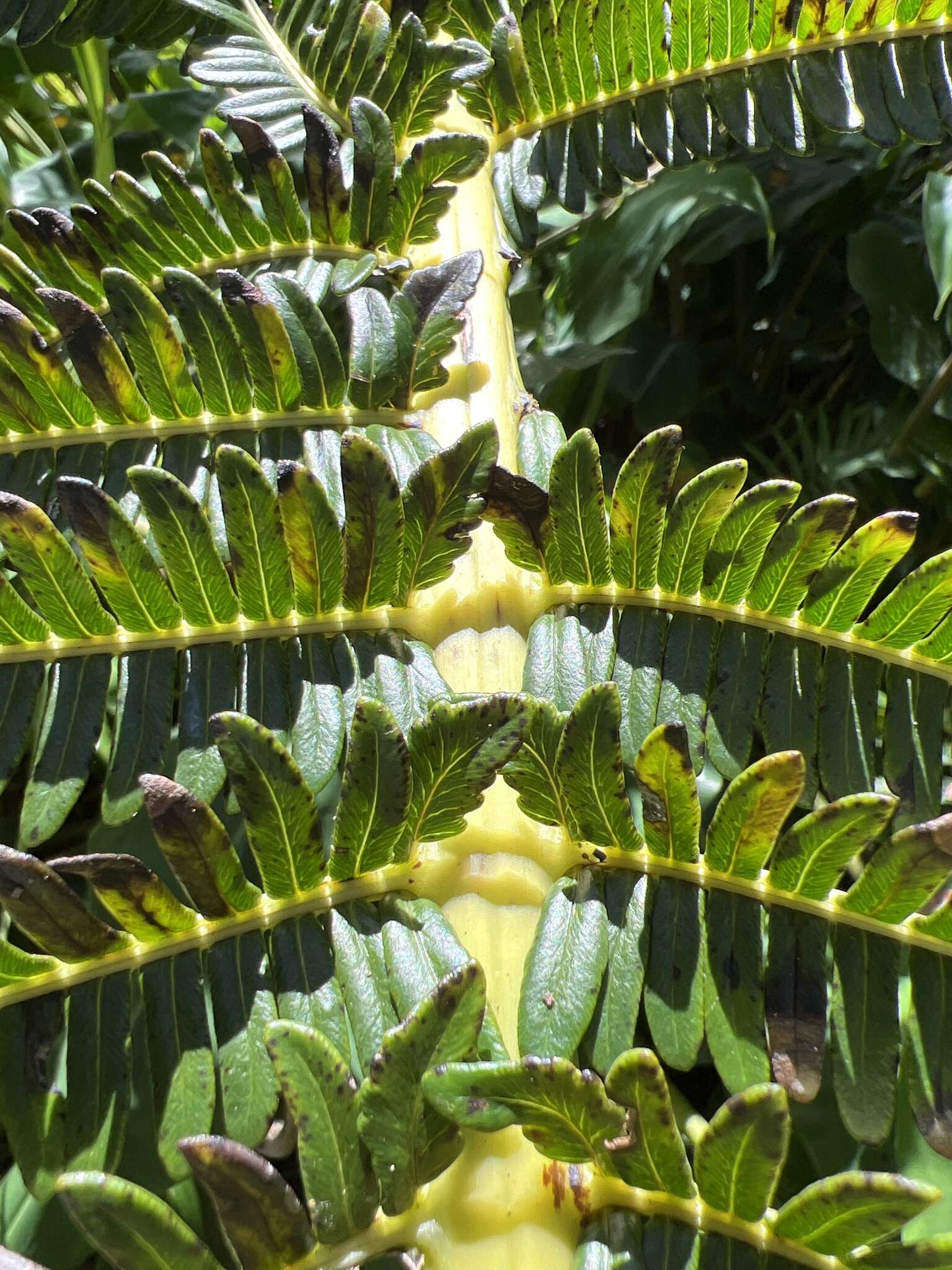 Image of Long-Leaf Plume Fern