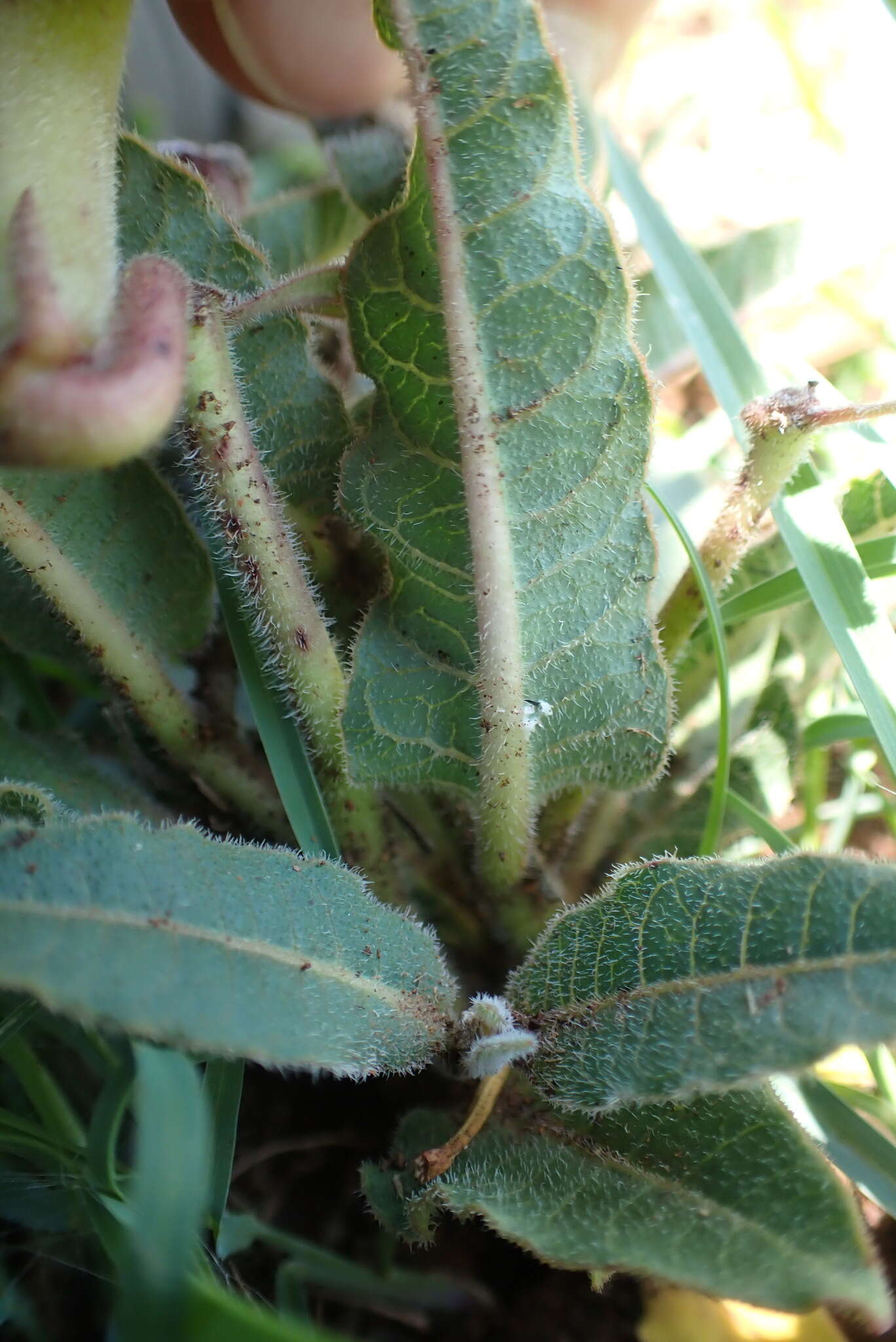 صورة Asclepias meliodora (Schltr.) Schltr.