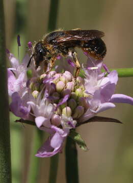 Image of Osmia rufohirta Latreille 1811