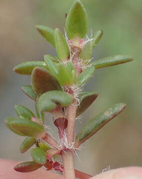 Image of Portulaca quadrifida L.