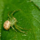 Image of Synema viridans (Banks 1896)