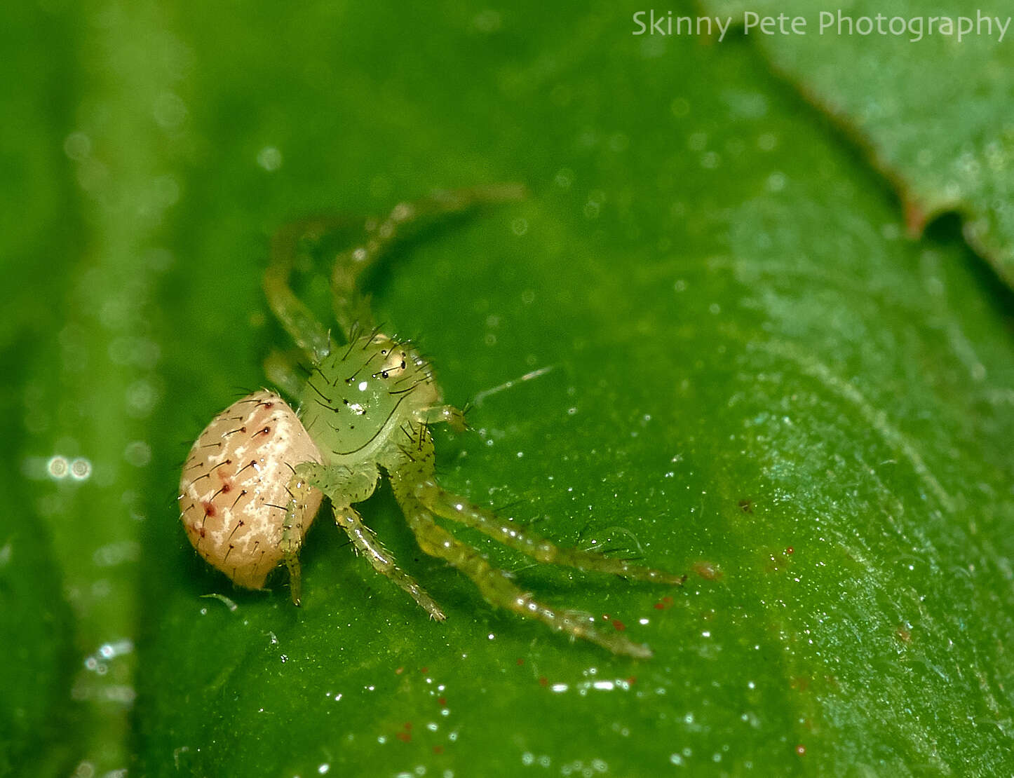 Image of Synema viridans (Banks 1896)