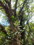 Image of Gleditsia amorphoides (Griseb.) Taub.