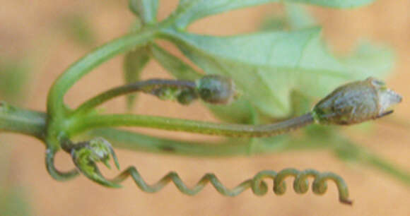 Image of Trochomeria macrocarpa (Sond.) Harv.