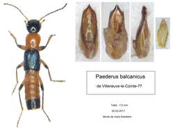 Image of Paederus (Paederus) balcanicus Koch & C. 1938