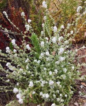 Image of Cleveland's cryptantha