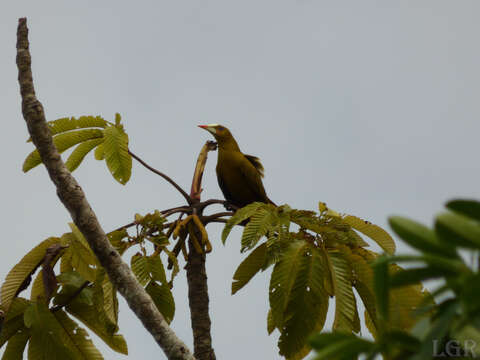 Image of Green Oropendola