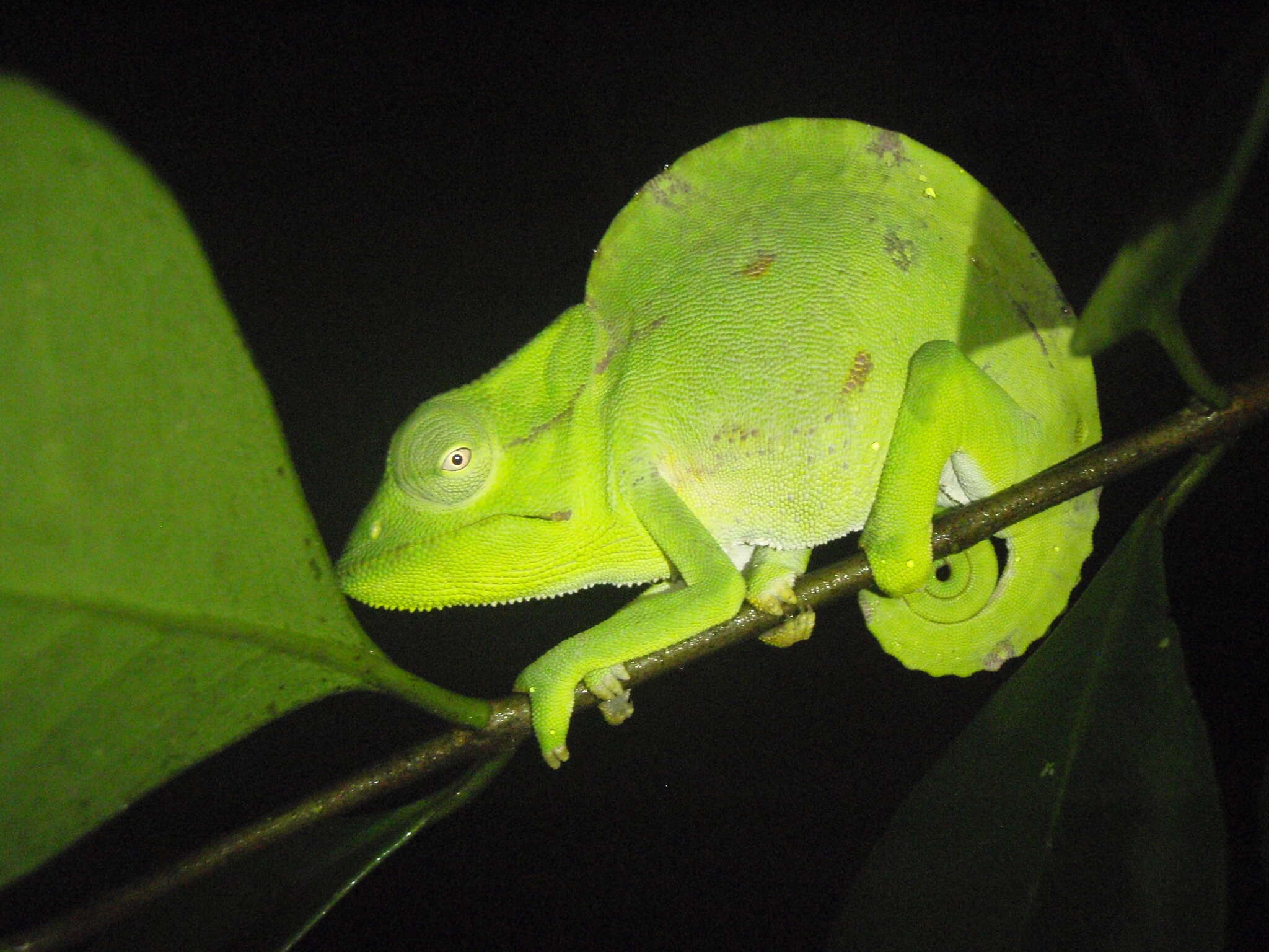 Image of Usambara Three-Horned Chameleon