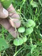 Imagem de Solanum bulbocastanum Dun.