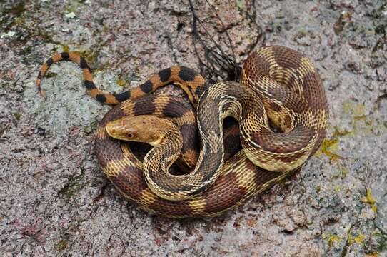 Image of Mexican Bullsnake