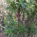 Sivun Richea dracophylla R. Br. kuva