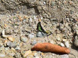 Image of Glassy Bluebottle Butterfly