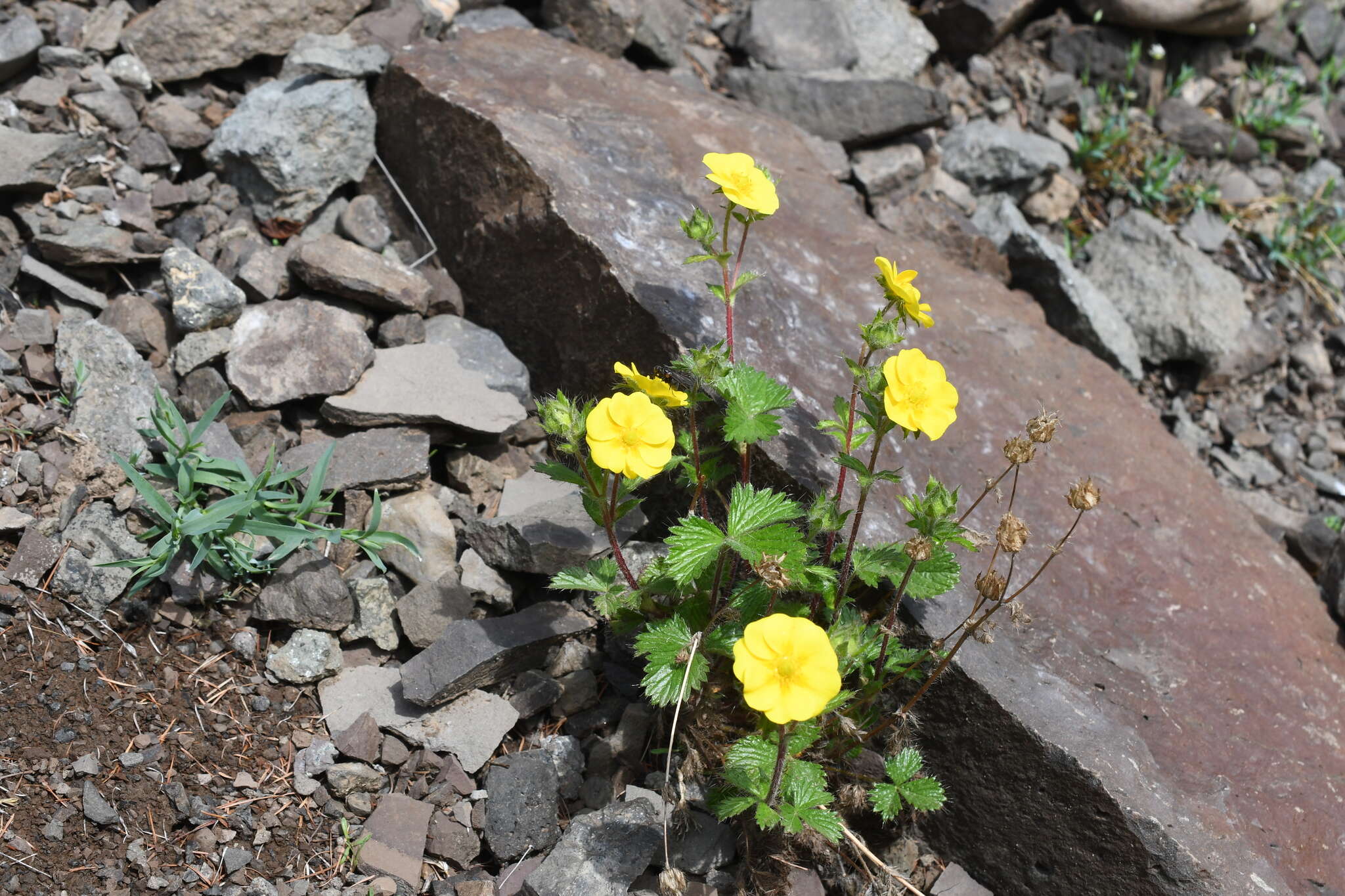 Image de Potentilla asperrima Turcz.