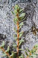 Image of Pimelea mesoa subsp. macra C. J. Burrows