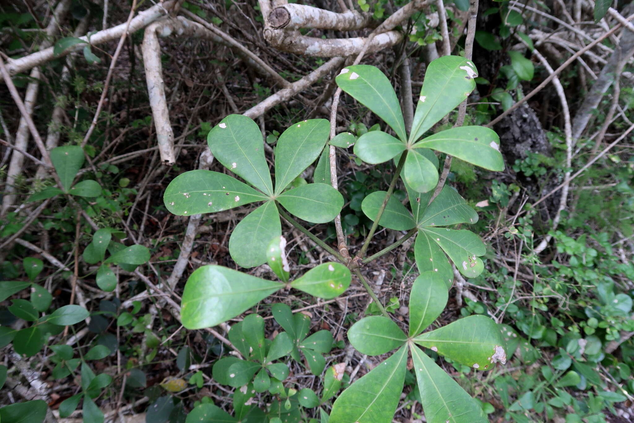 Cussonia thyrsiflora Thunb. resmi