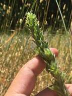 Image of Dense-Flower Willowherb