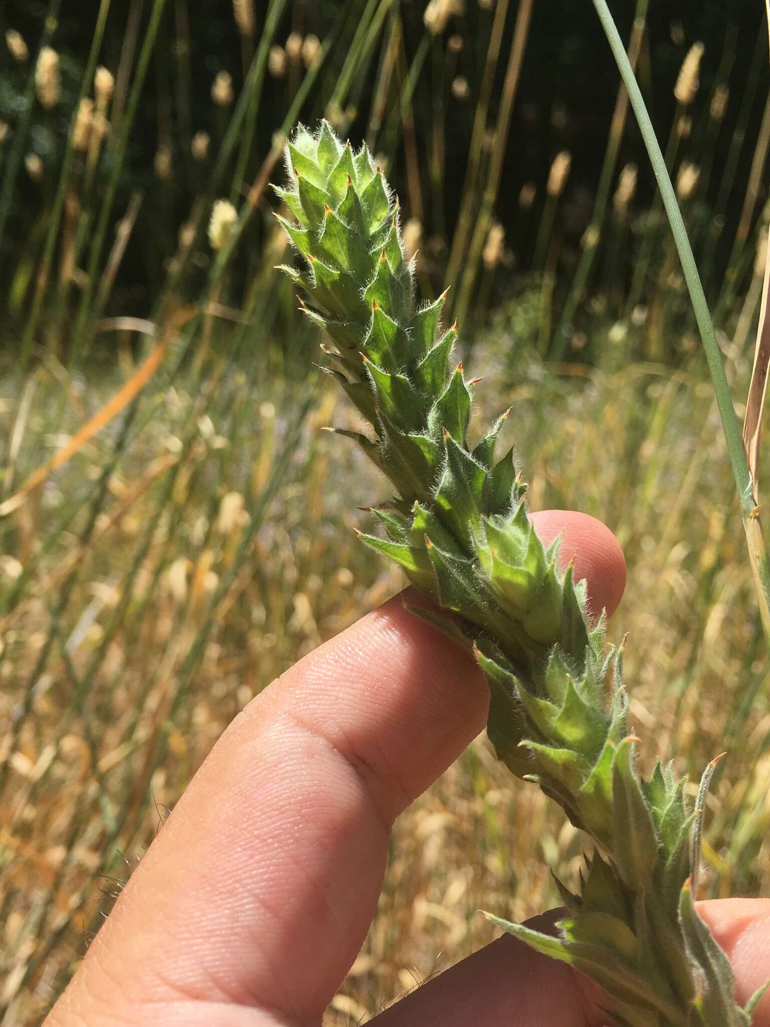 Image of Dense-Flower Willowherb