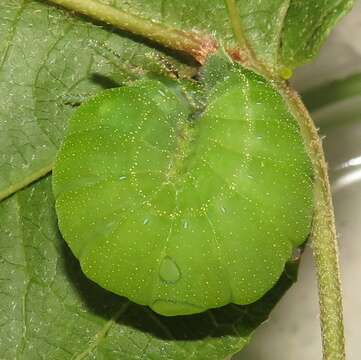 Image of Green-veined Charaxes