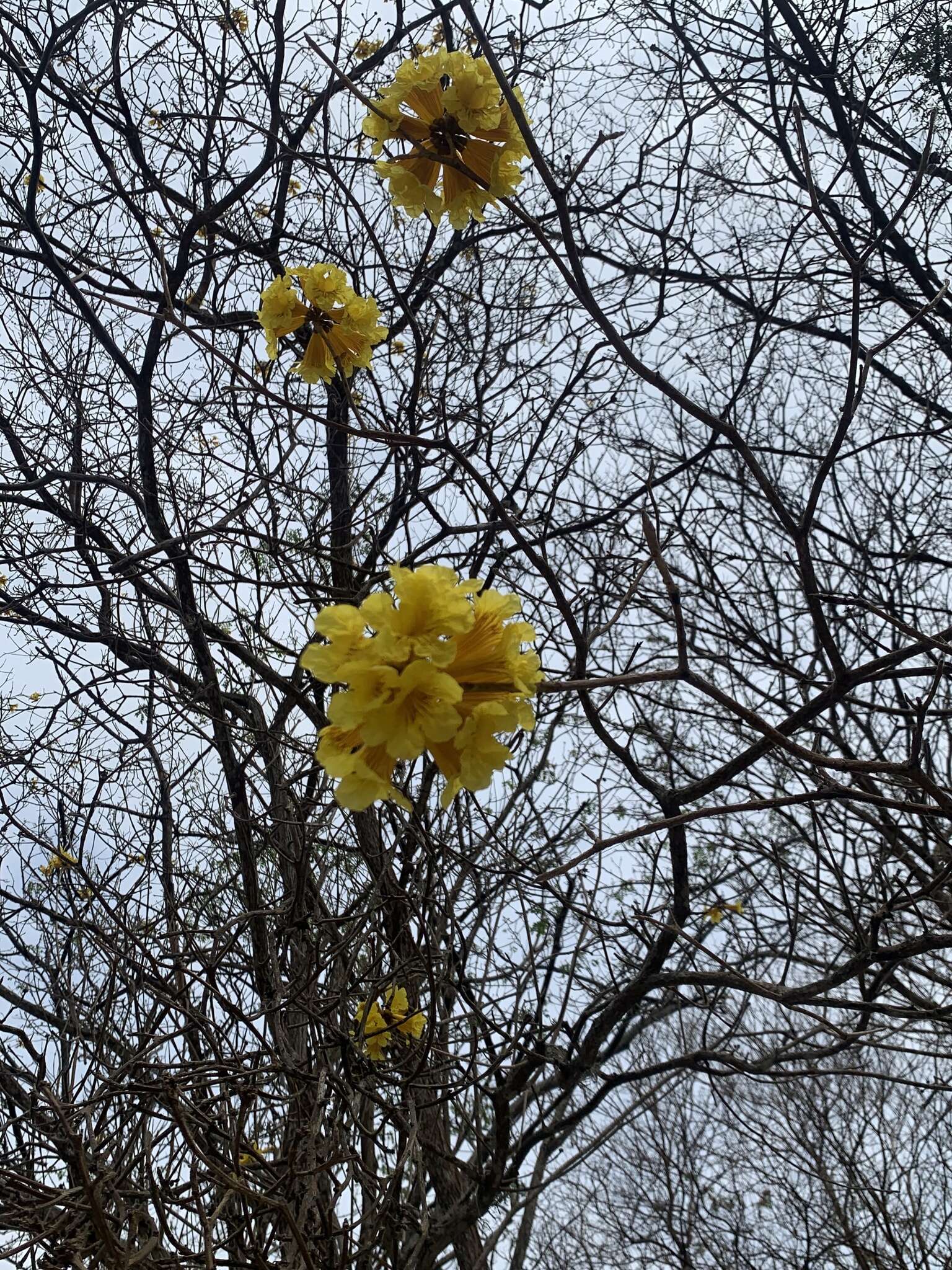 Image of Yellow trumpet tree