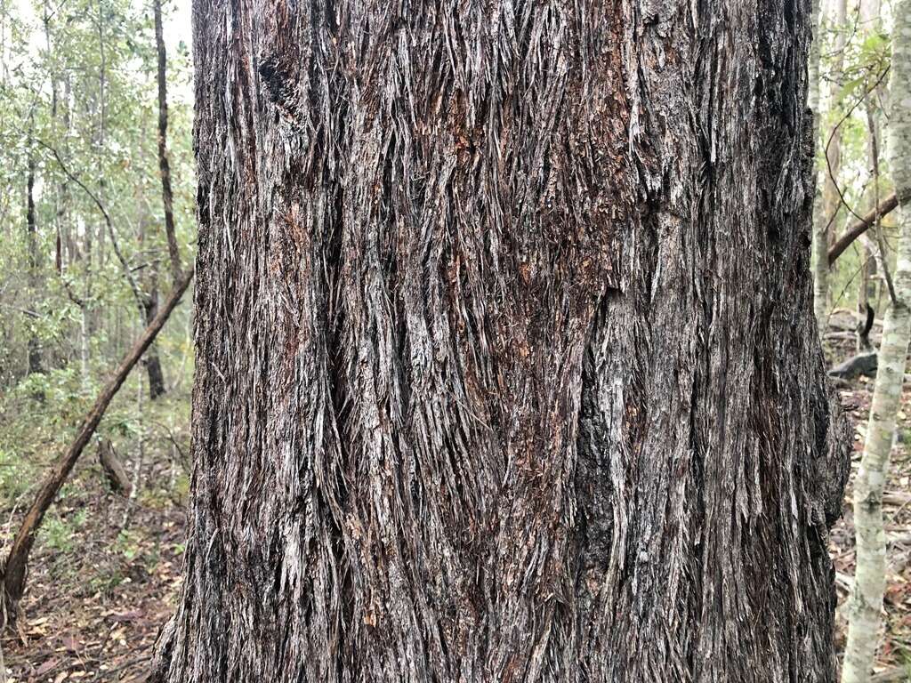 Image of Eucalyptus baileyana F. Müll.