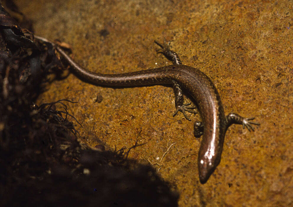 Image of Shore skink