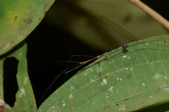 Ghilianella brevicornis Haviland 1931 resmi