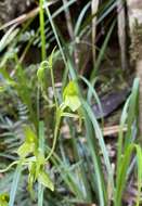 Image of Achlydosa glandulosa (Schltr.) M. A. Clem. & D. L. Jones