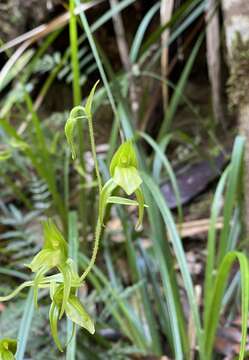 Image of Achlydosa glandulosa (Schltr.) M. A. Clem. & D. L. Jones