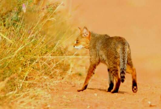 Image of Felis chaus affinis Gray 1830