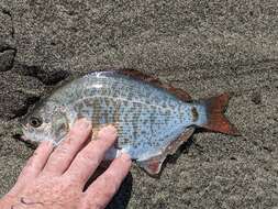 Image of Redtail surfperch