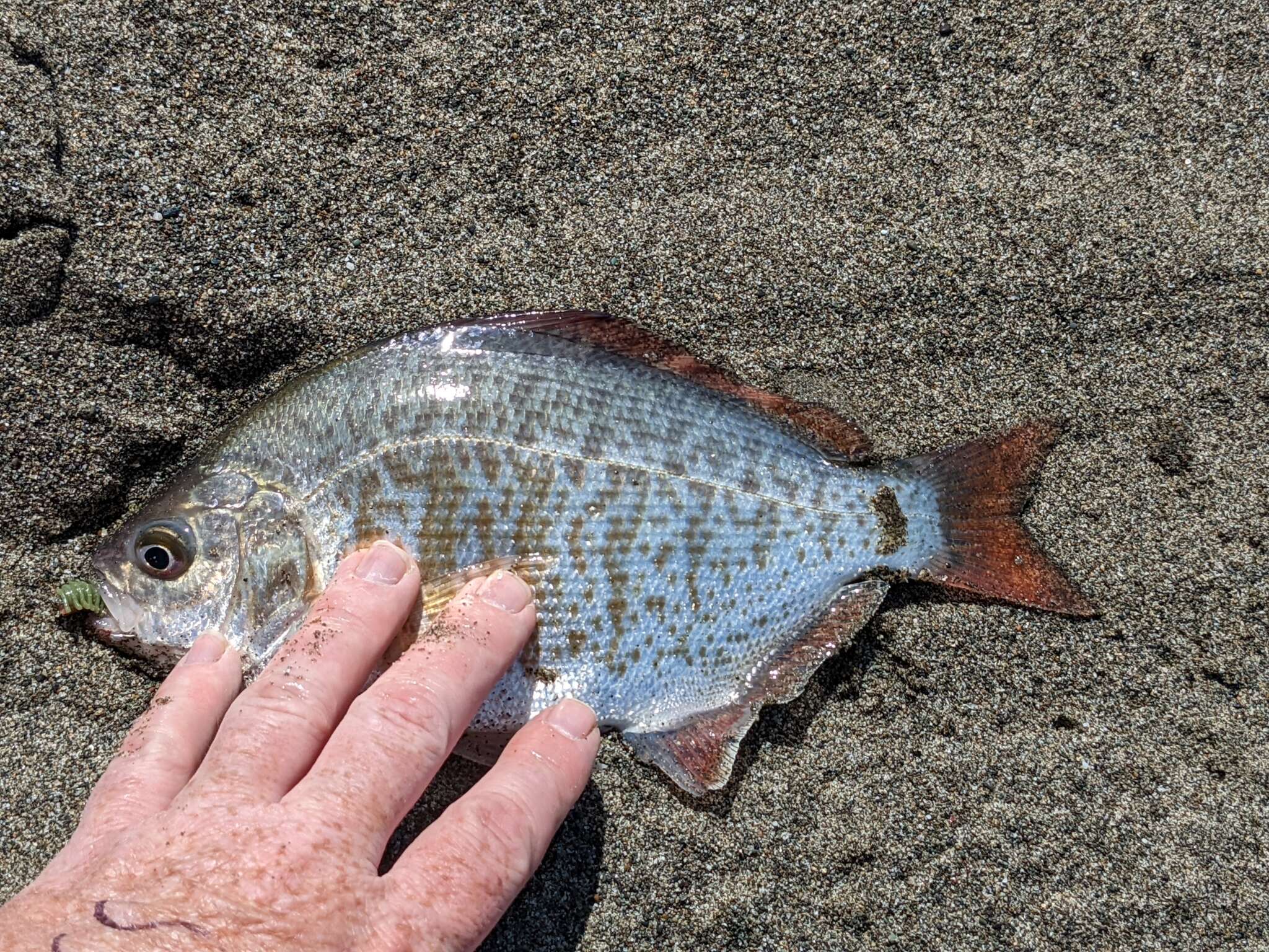 Image of Redtail surfperch