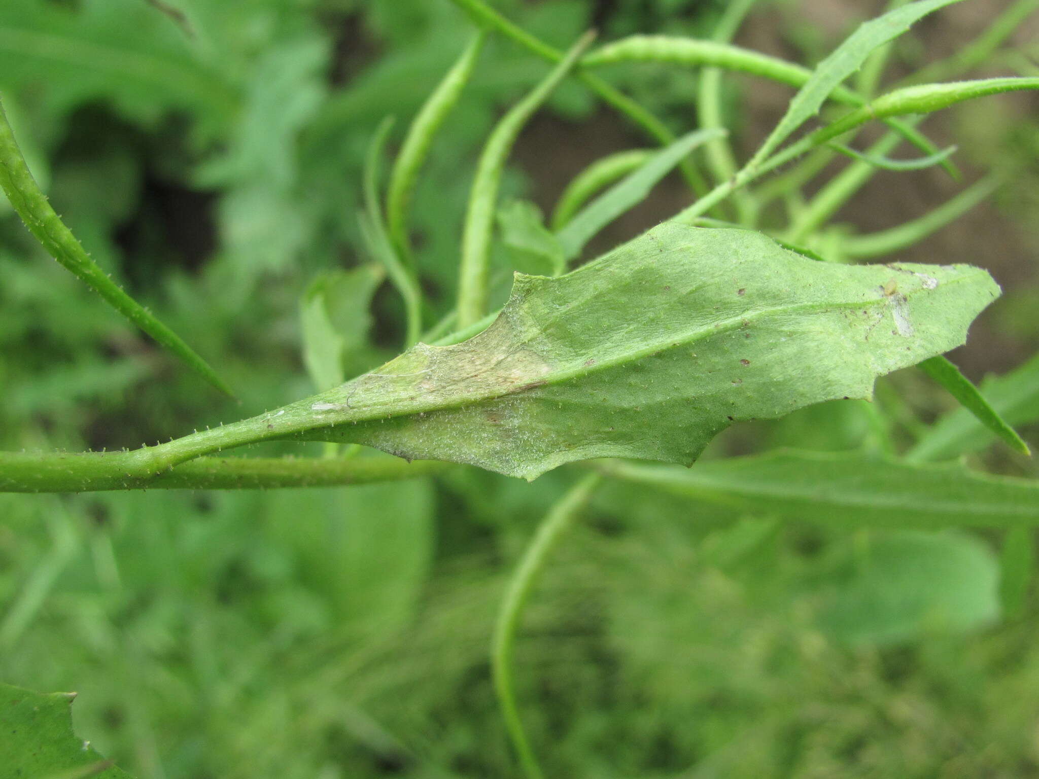 Image of Peronospora chorisporae Gäum. 1918