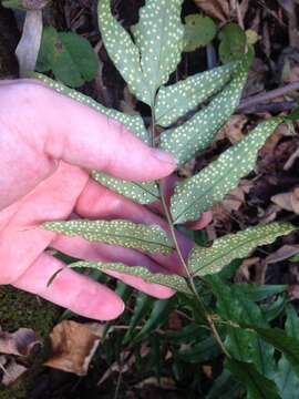 Image of Asian netvein hollyfern