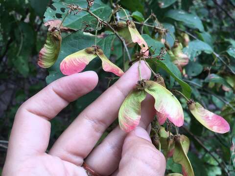 Image of Heteropterys palmeri Rose