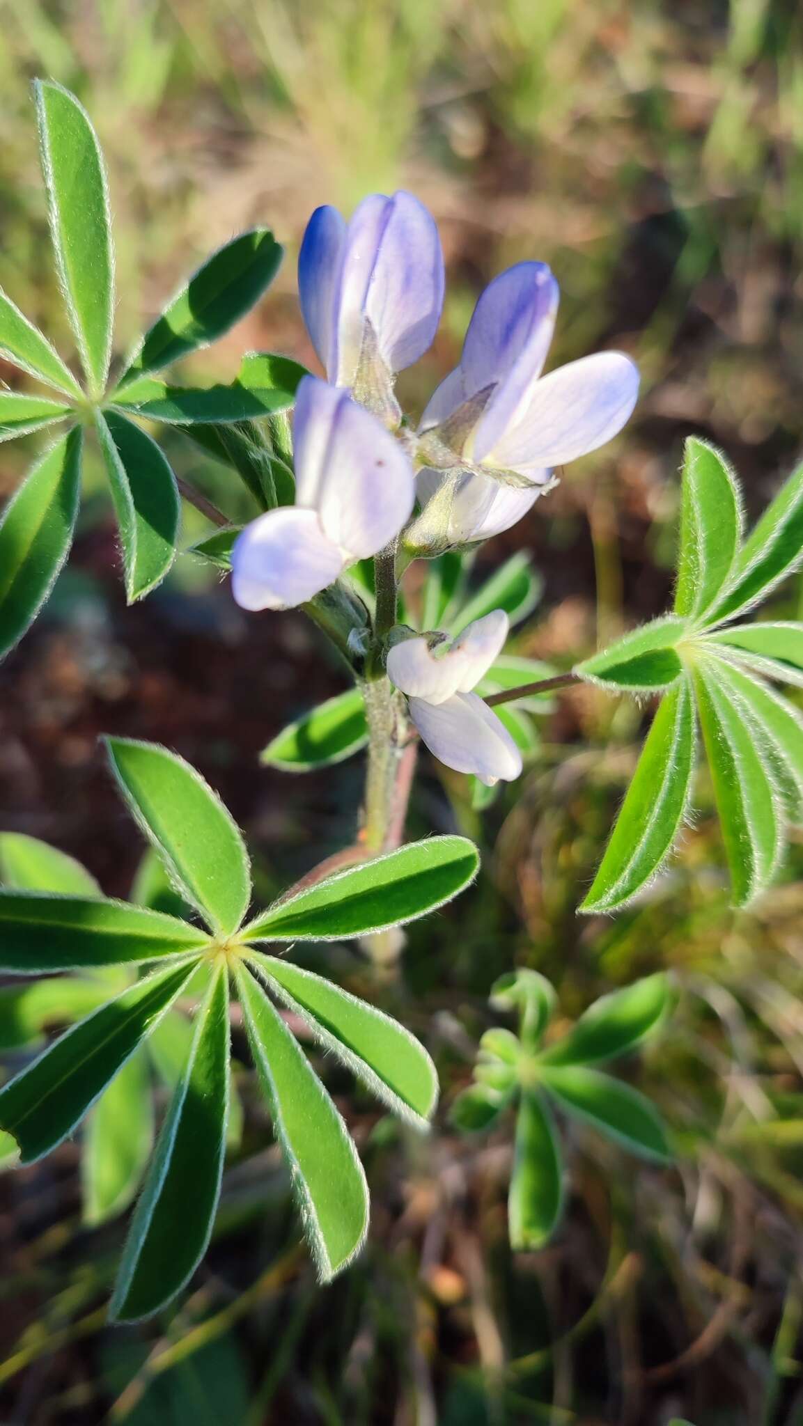 Image of white lupine