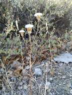 Image of Crepis alpina L.