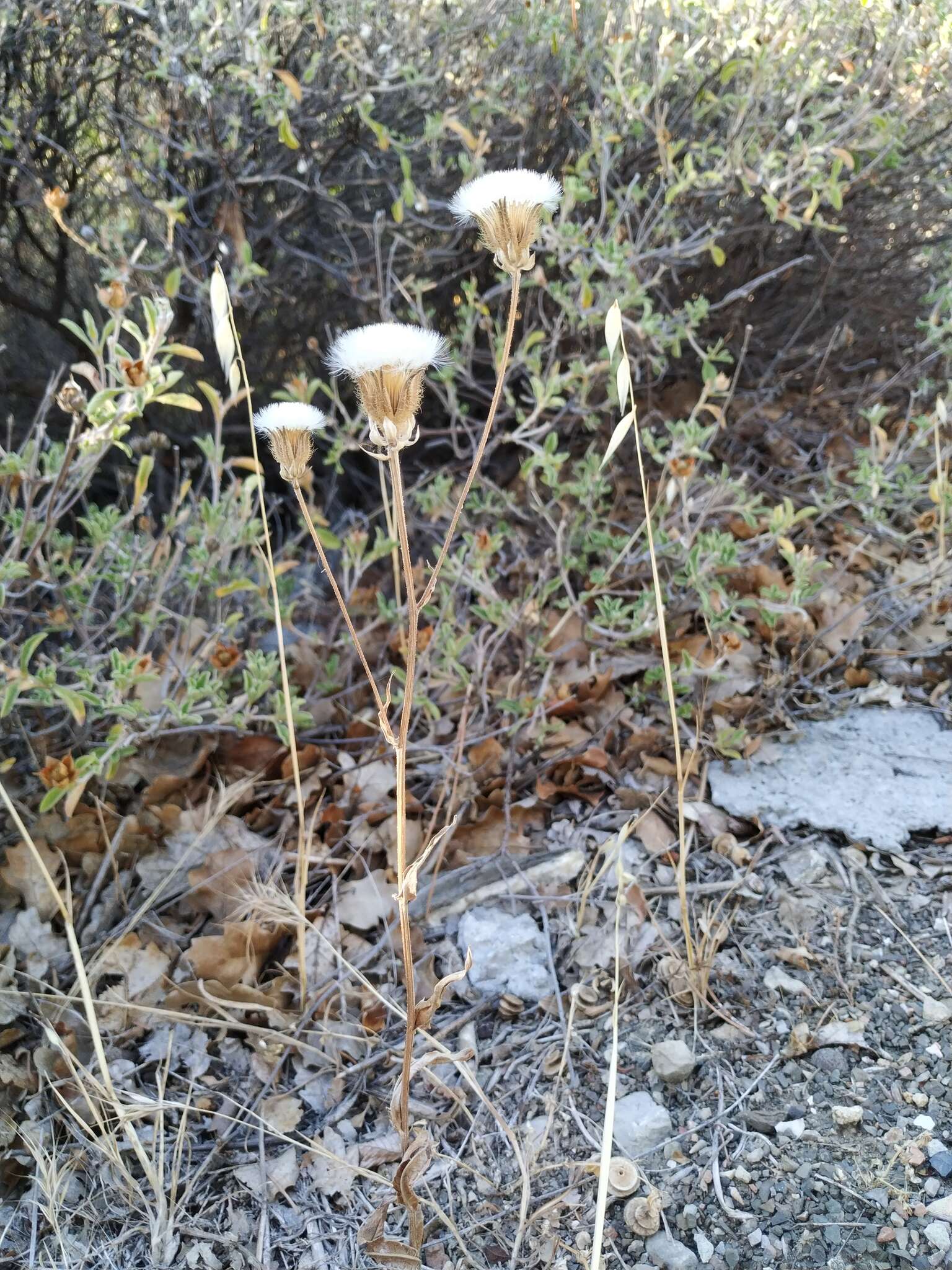 صورة Crepis alpina L.