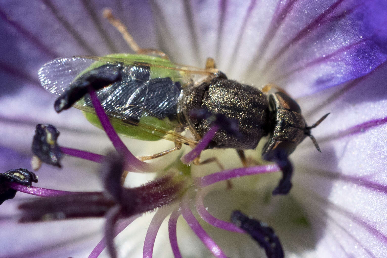 Imagem de Odontomyia angulata (Panzer 1798)