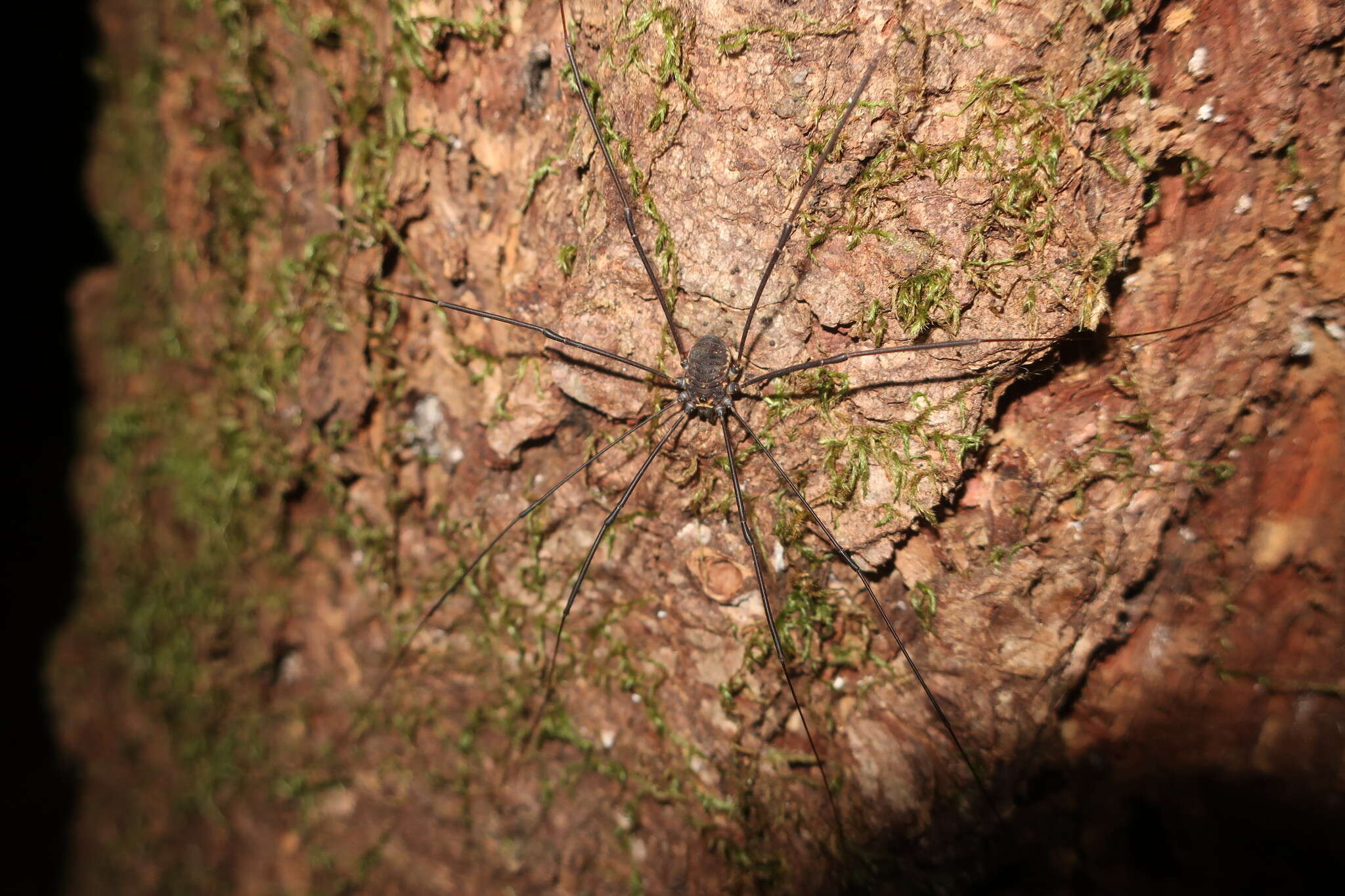 Image of Leiobunum exilipes (Wood 1868)