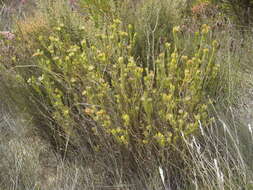 Plancia ëd Oedera calycina subsp. apiculata (DC.)