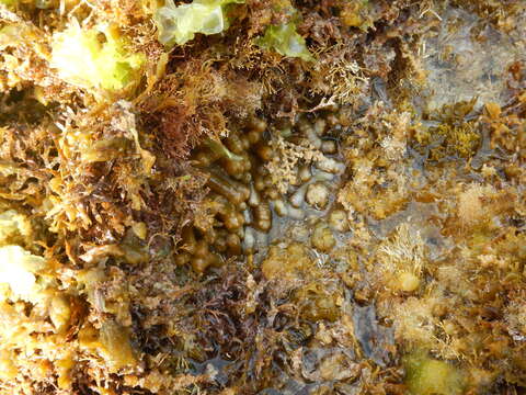 Image of warty sea mat