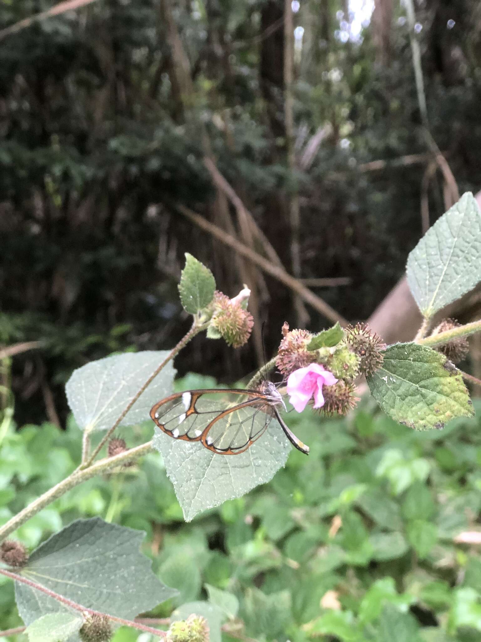 Image of Antillean Clearwing