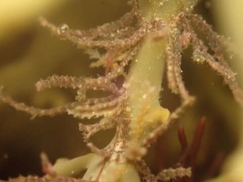 Image of garland hydroid