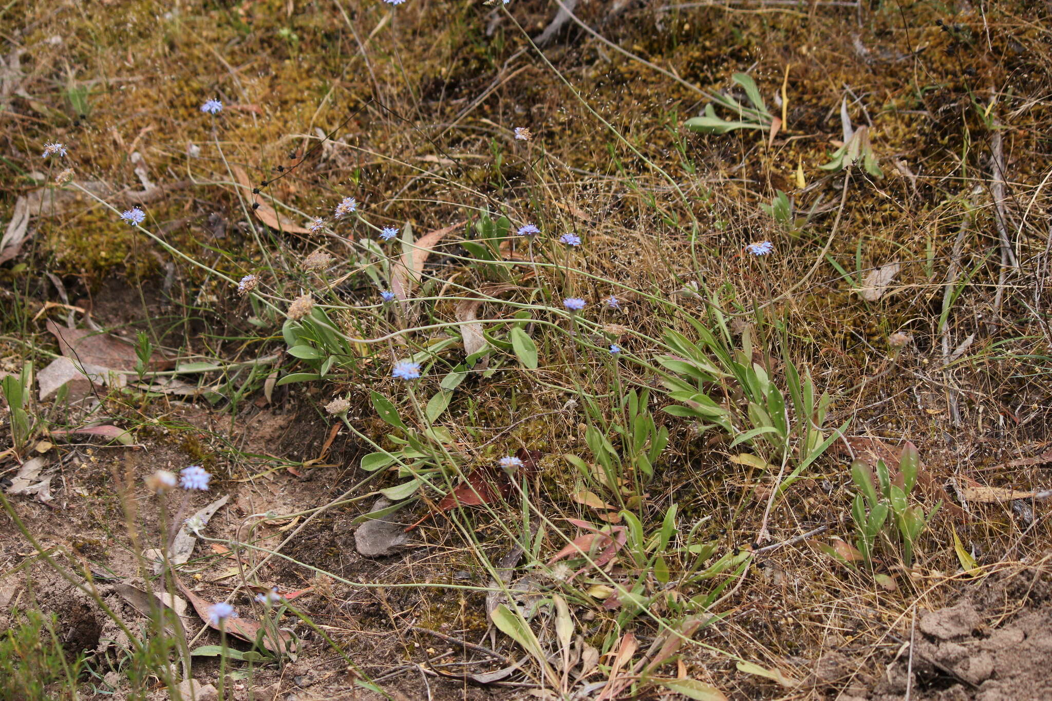 Image of Australian pincushion