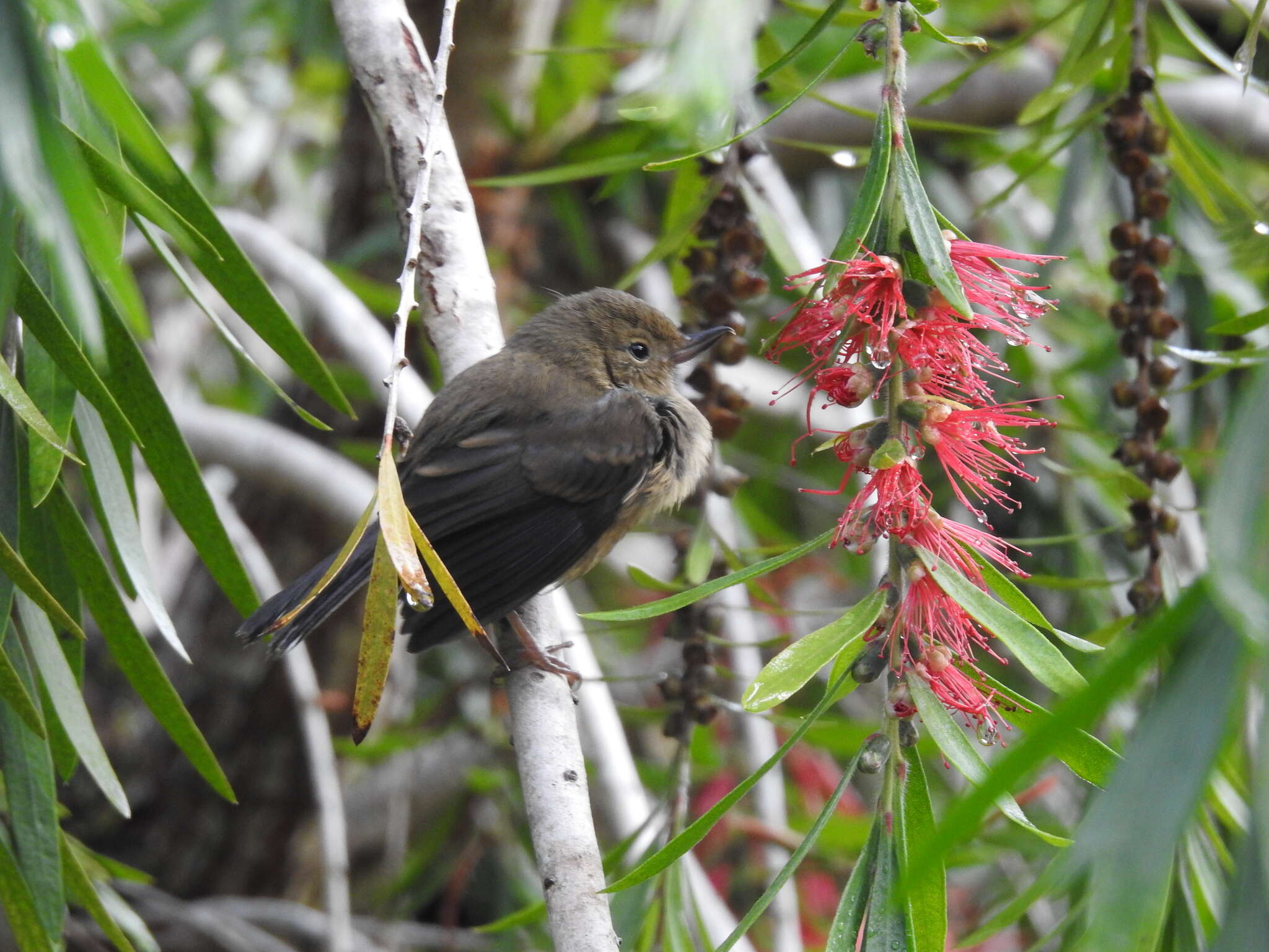 Image of Slaty Flower-piercer