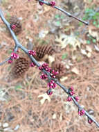 Image de Cercis canadensis var. texensis (S. Watson) M. Hopkins